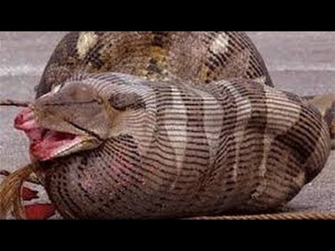 بالفيديو أخطر معارك الحيوانات المفترسة