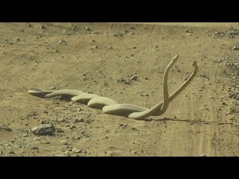 بالفيديو خناقة بين اثنين من الثعابين الأكثر سمية في العالم للفوز بأنثي