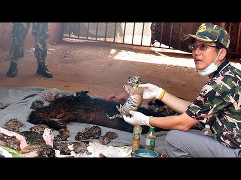 العثور على جثث أشبال نمور في معبد تايلاندي