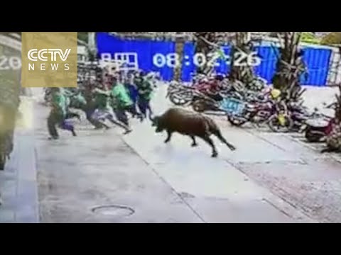 شاهد ثور هائج يطارد المارة والسيارات في الصين