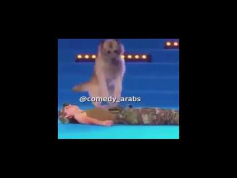 كلب يقوم بانعاش صاحبته بعد ضربها بالرصاص