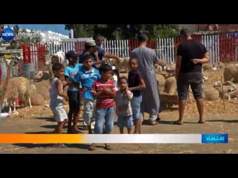 شاهد مربو المواشي يطلقون النار على السماسرة ويتوقّعون أسعارًا معقولة هذا الموسم