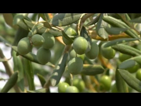 بالفيديو موسم الجفاف يهدد زراعات الزيتون في منطقة فودنيان في كرواتيابالفيديو موسم الجفاف يهدد زراعات الزيتون في منطقة فودنيان في كرواتيا