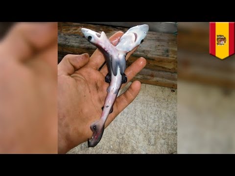 بالفيديو التلوث والصيد الجائر يشوهان أجنة أسماك القرش حول العالم