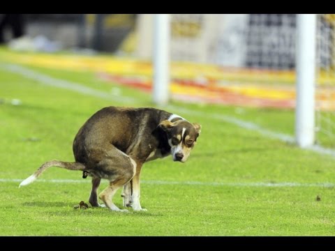 أفضل اللقطات الطريفة من ملاعب العالم لـ2014