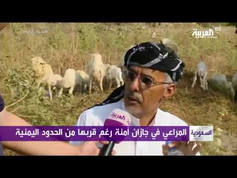 شاهد المراعي في جازان آمنة