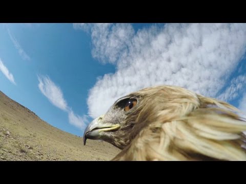 شاهد نسر يُوثق لحظات صيده ثعلبًا من الصحراء