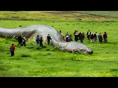 شاهد أضخم 5 ثعابين عملاقة حول العالم