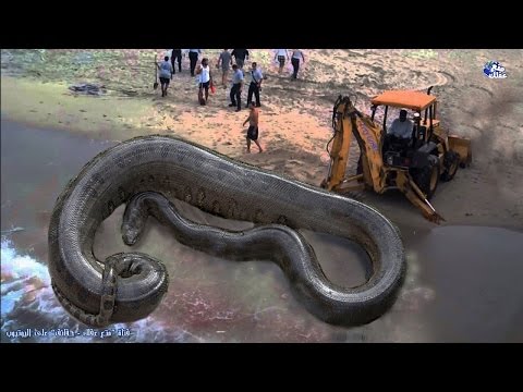 بالفيديو  حقائق رهيبة ومخيفة عن الثعابين