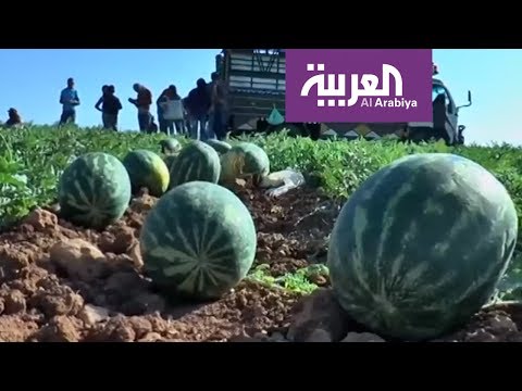 البطيخ لترطيب العلاقات اللبنانية السورية