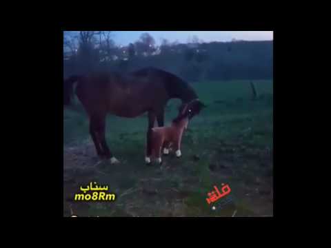 ردة فعل حصان بعد ما وضعوا دمية تشبهه بجانبه