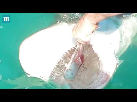 متهور يطعم سمكة قرش بيديه العاريتين