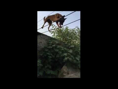 كلب يمشي على حبل رفيع بمهارة مدهشة
