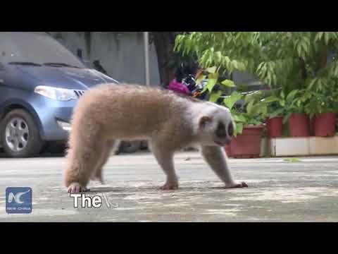 الشرطة تنقذ حيوان لوريس بطيء