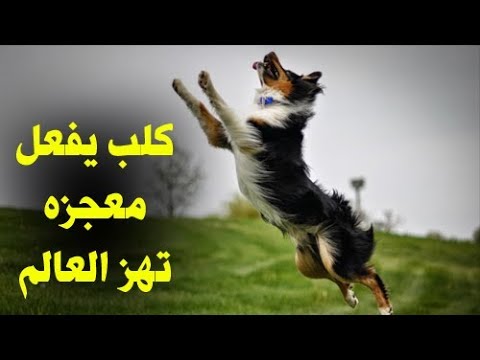 كلب ظل مربوطًا سنوات وعندما سمع اسم الرسول حدثت المعجزة