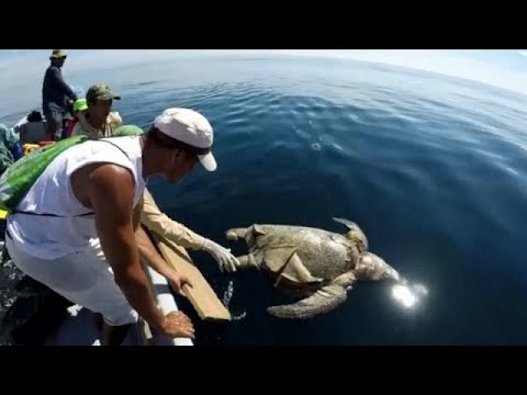 نفوق أكثر من 400 سلحفاة بحرية في السلفادور