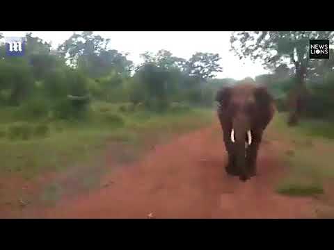 فيل غاضب يطارد مستقلي سيارة