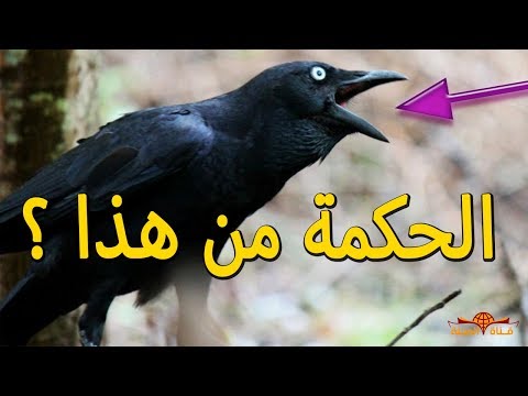 هل تعلم لماذا اختار الله الغراب كي يعلم ابن أدم دون غيره من الحيوانات