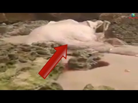 العثور على جثة كائن بحري ضخم غير معروف