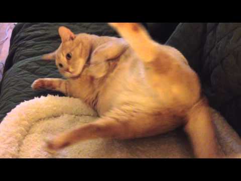 قطة سمينة تحاول النهوض