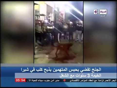 حبس المتهمين بذبح كلب الأهرام 3 سنوات شاهد
