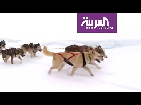 الكلاب القطبية وسيلة التنقل في غابات الألب