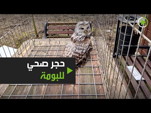 شاهد بومة تحت الحجر الصحي