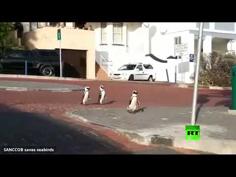 طيور البطريق تظهر في جنوب إفريقيا