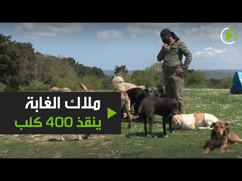 ملاك الغابة يعتني بـ400 كلب في تركيا