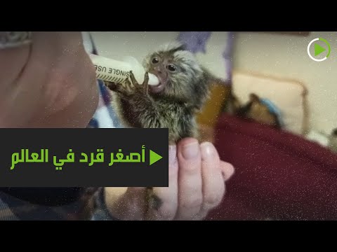 شاهد تعرفوا على أصغر قرد في العالم