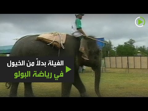 رياضة البولو على فيلة بدلاً من الخيول