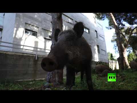 خنازير برية تحتل شوارع مدينة إسرائيلية بسبب كورونا