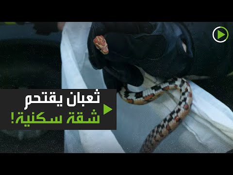 ثعبان عدواني يقتحم شقة سكنية في موسكو