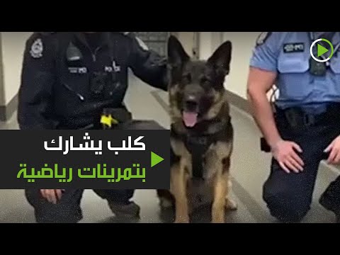 كلب الشرطة يشارك في التمرينات الرياضية