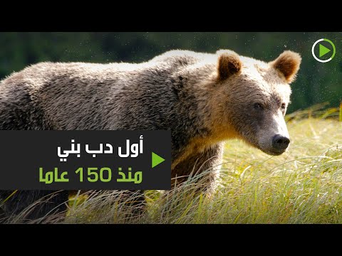 أول ظهور لـدب بني منذ 150 عامًا في إسبانيا