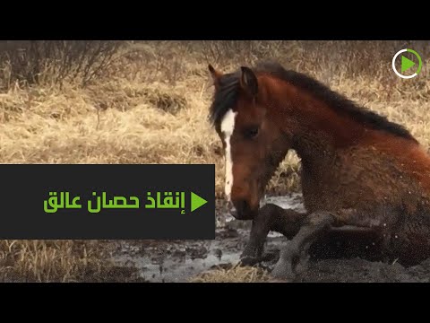 إنقاذ حصان من مستنقع طيني في كندا