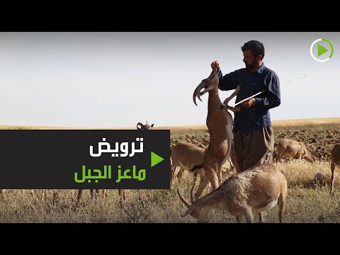 راع يروض قطيعا من ماعز الجبل