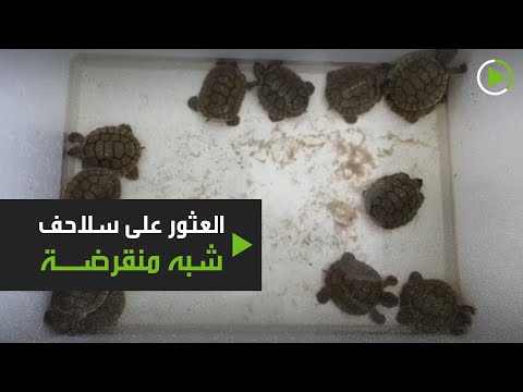 شاهد العثور على سلاحف شبه منقرضة حديثة الولادة