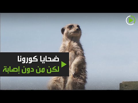 القتل الرحيم مصير الحيوانات في حديقة بورث الأميركية