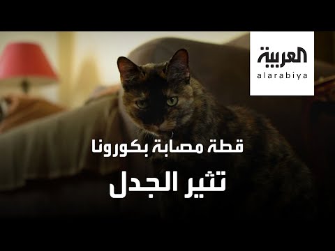 قطة تصاب بفيروس كورونا وتُثير الجدل في فرنسا