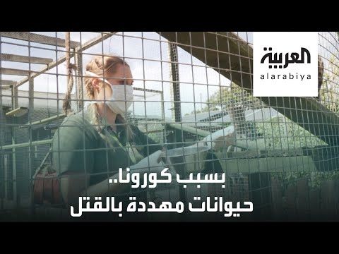 حيوانات مهددة بالقتل في حديقة بورث في بريطانيا