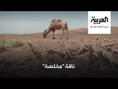 شاهد قصة ناقة مخلصة في منغوليا تعود لصاحبها في رحلة 7 أيام