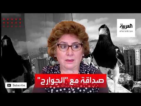 شاهد صداقة غريبة بين ثلاثة صقور وأسرة بوليفية