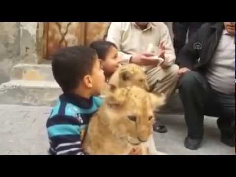 فلسطيني يُربي شبلي أسد في منزله