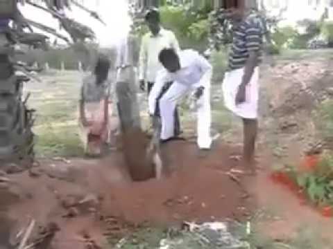 قرد يحاول التمسُّك بأمه حتى آخر لحظاتها شاهد