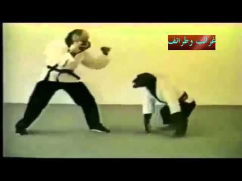 فيديو قرد مدهش يمارس رياضة الكونغ فو القتالية