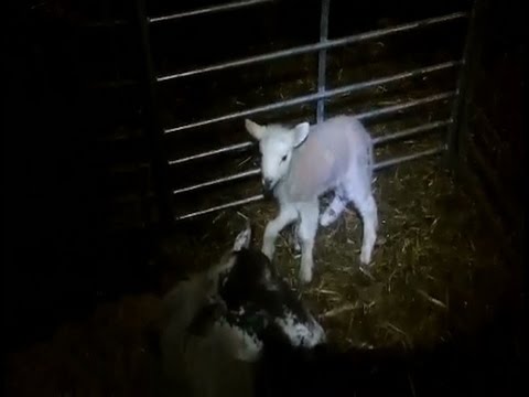 شاهد ولادة خروف بخمسة أرجل