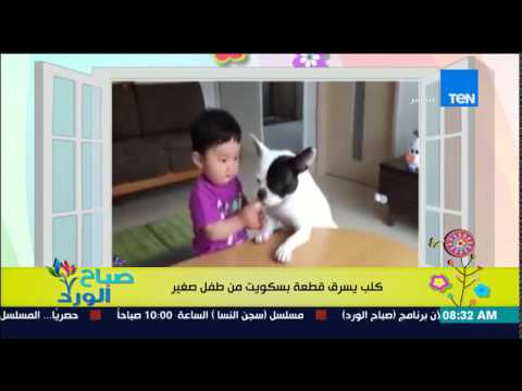 فيديو كلب يسرق قطع البسكويت من طفل صغير