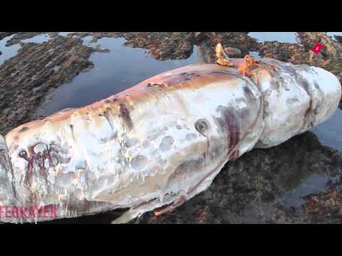 شاهد العثور على حوت ضخم قرب مسجد الحسن الثاني