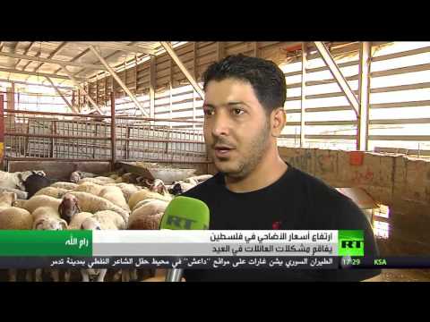 شاهد ارتفاع أسعار الأضاحي في فلسطين